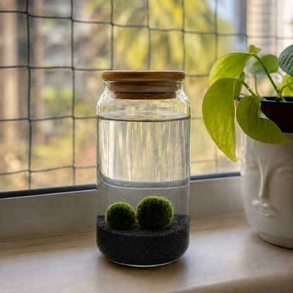 Marimo PetPlant Kit básico