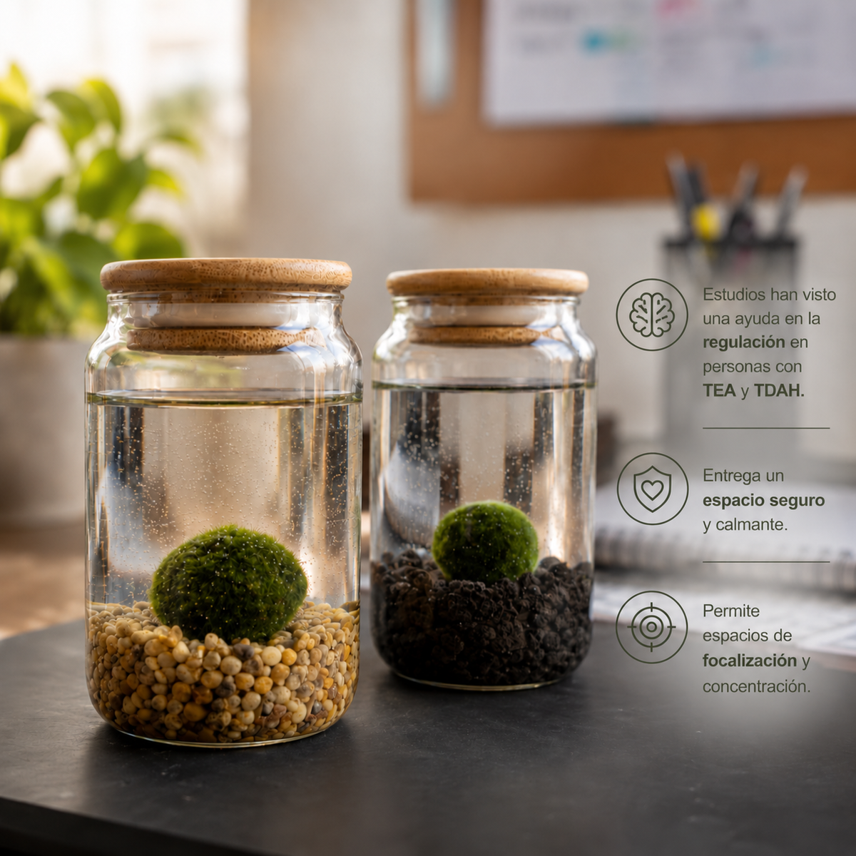 Marimo PetPlant - Kit premium