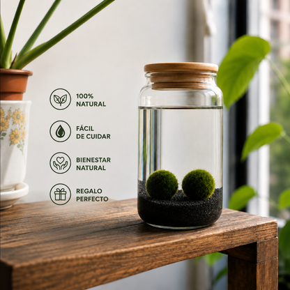 Marimo PetPlant - Kit premium